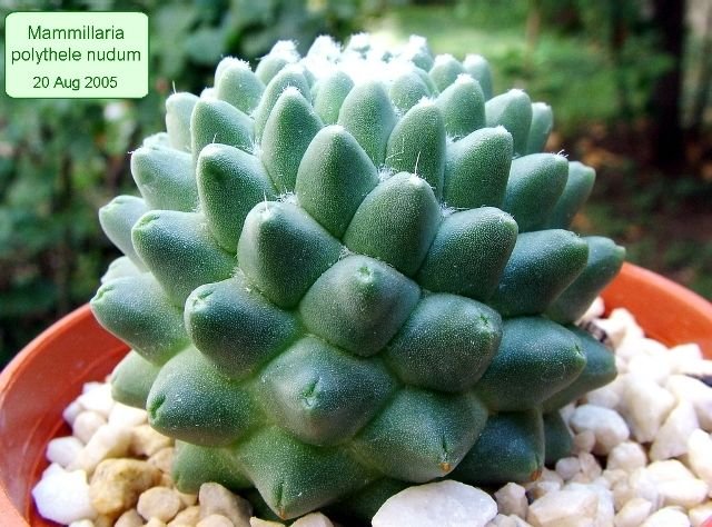 Mammillaria_ polythele _nudum_ 04